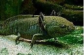 Axolotl Nama Ilmiah